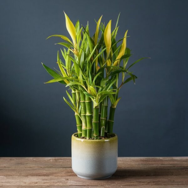 Lucky - Bamboo